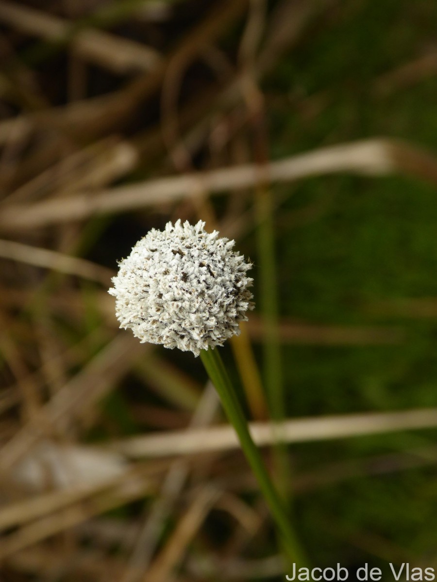 Eriocaulon brownianum Mart.